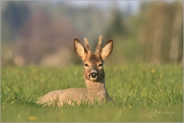 <p>SRNEC OBECNÝ (Capreolus capreolus) Šluknovsko - Jiříkov (European roe deer / Europäisches Reh</p>